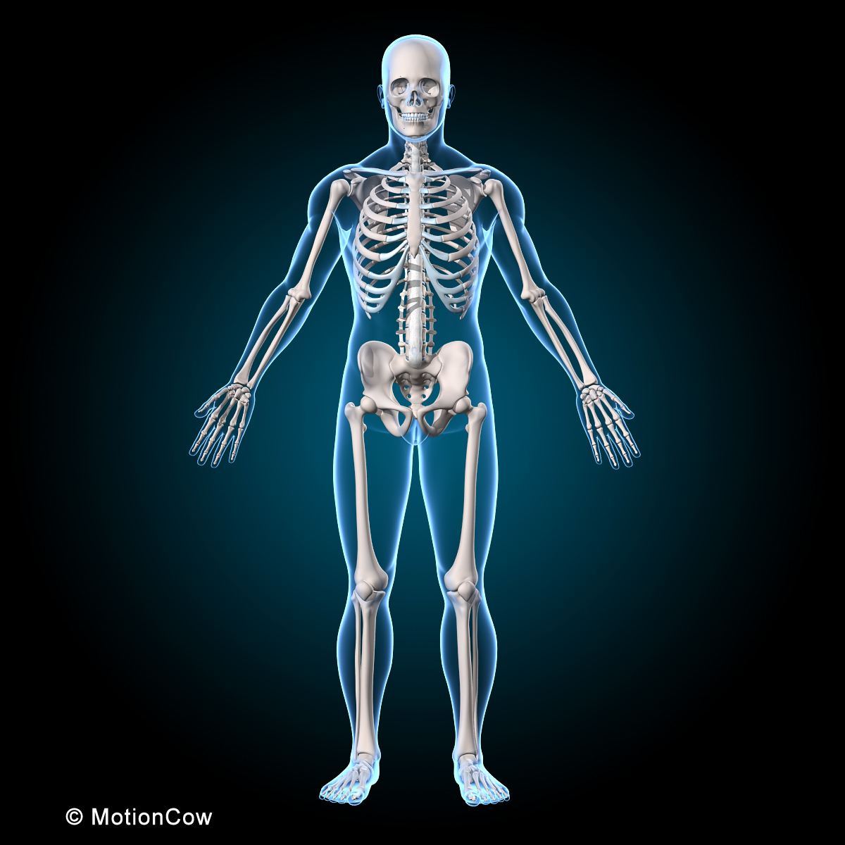 3d human rigged vertebrae skeleton model