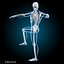 3d human rigged vertebrae skeleton model
