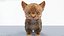 Gato gatinho de pele fofo cinza 02 sem equipamento