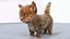 Gato gatinho de pele fofo cinza 02 sem equipamento
