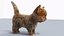 Gato gatinho de pele fofo cinza 02 sem equipamento