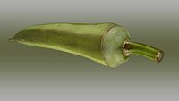 Abelmoschus esculentus