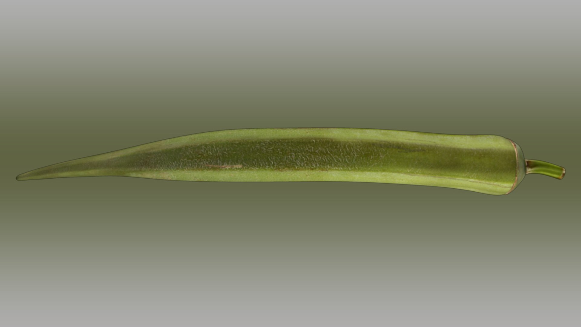 3d model okra abelmoschus esculentus https://p.turbosquid.com/ts-thumb/q7/kyX3eW/8XRGLu8U/abelmoschusesculentus_01/jpg/1417156444/1920x1080/fit_q87/22288d08cc65687347bbdaaa45fb92628bb5d51a/abelmoschusesculentus_01.jpg