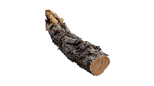 Big Old Log fbx 3D model
