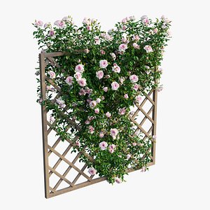 Rose plant set 12