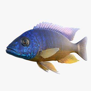 3D Protomelas Cichlid Fish