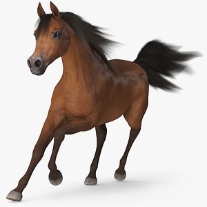 3D Galloping Arabian Horse Brown Fur