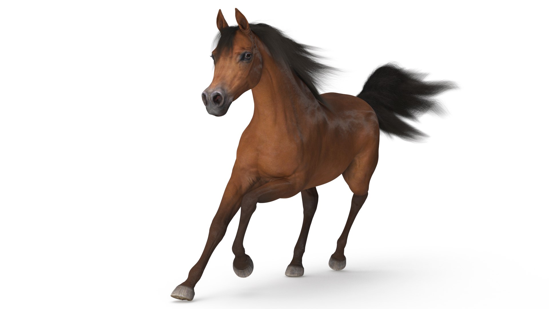 Galloping Arabian Horse Brown Fur 3D model preview