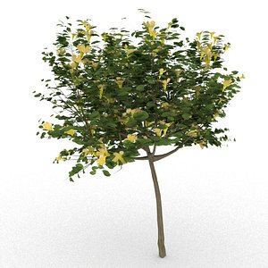 allamanda cathartica tree 3d model