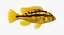 Haplochromis Sauvagei Cichlid