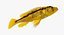 3d model haplochromis sauvagei cichlid