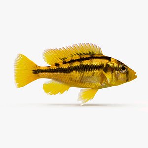 3d model haplochromis sauvagei cichlid