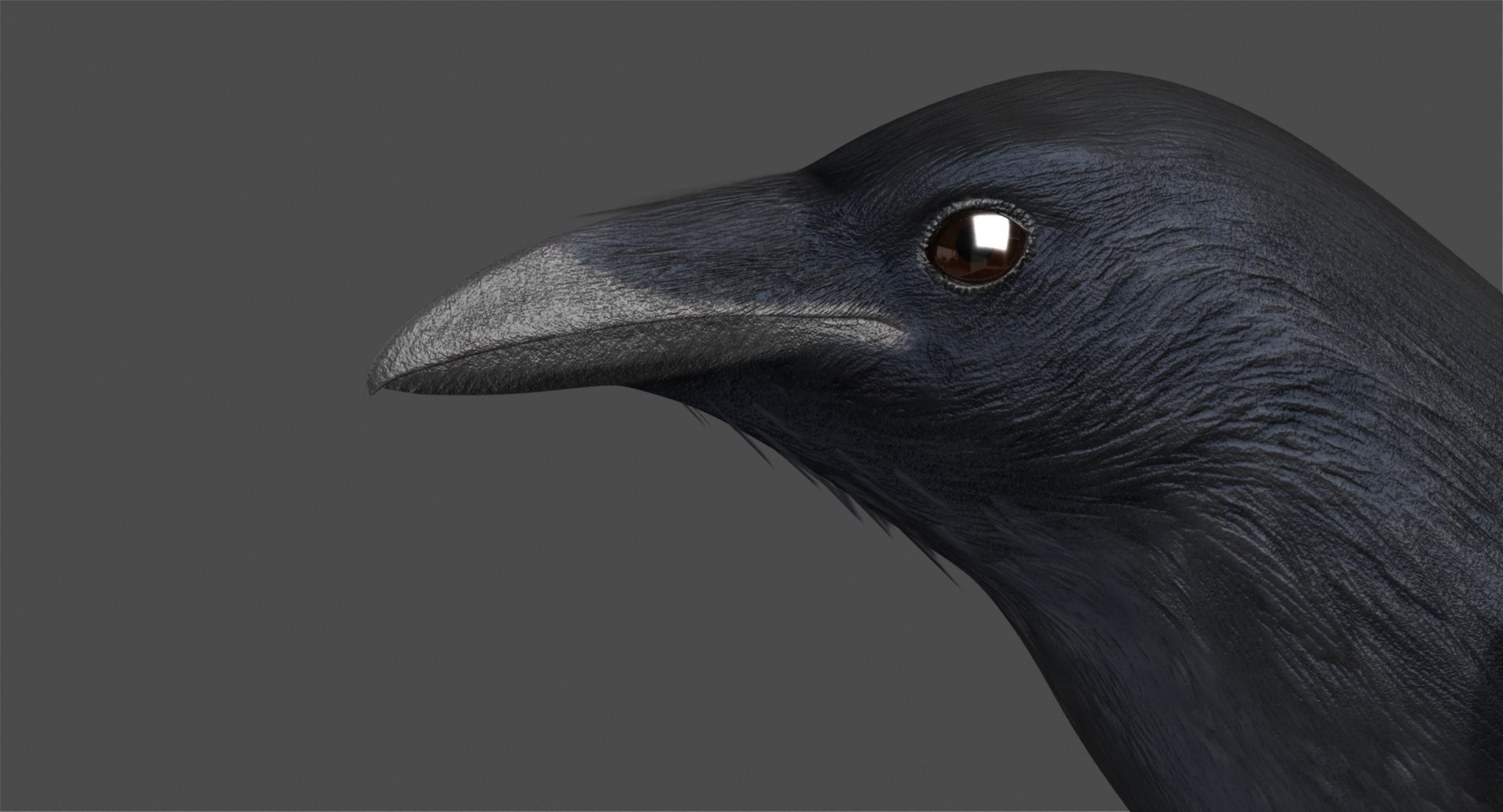 3d model chihuahuan raven animation flying https://p.turbosquid.com/ts-thumb/q8/HJlNh4/NDpdUjHa/r07/jpg/1489739174/1920x1080/fit_q87/f56263824cd0def8d2ed6c9248fb02551a3456cc/r07.jpg