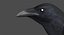 3d model chihuahuan raven animation flying