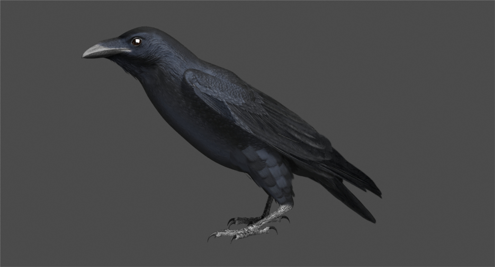 3d model chihuahuan raven animation flying https://p.turbosquid.com/ts-thumb/q8/HJlNh4/h0hUfhGm/chihuahuan_raven_rot2/jpg/1489739044/1920x1080/turn_fit_q99/23f924b5a42abf0d2425d4176786ab35e4e8b296/chihuahuan_raven_rot2-1.jpg