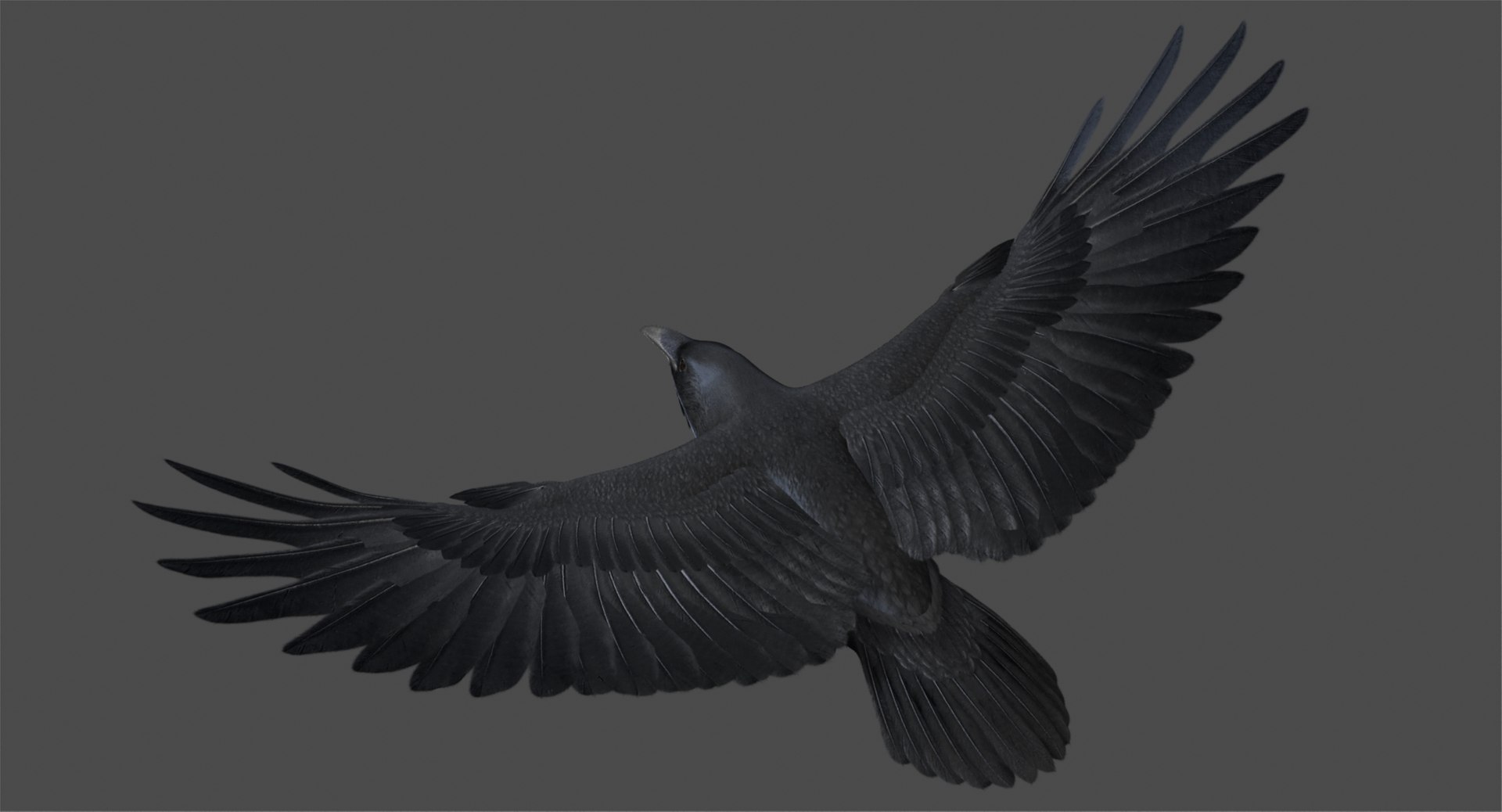 3d model chihuahuan raven animation flying https://p.turbosquid.com/ts-thumb/q8/HJlNh4/jTN8Nf9v/r06/jpg/1489739041/1920x1080/fit_q87/3c81ac829eb5548db1672835ca18fa31a9c1355b/r06.jpg