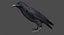 3d model chihuahuan raven animation flying