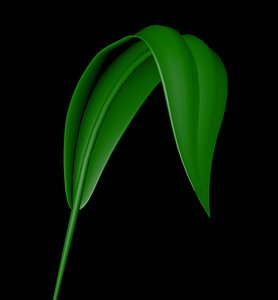 cinema4d leaf