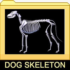 canine skeleton bones 3d model