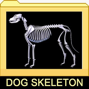 Canine Skeleton 2in1