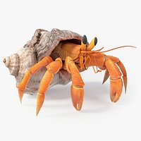 Realistic Hermit Crab