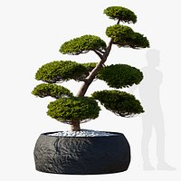 Taxus baccata niwaki in pot