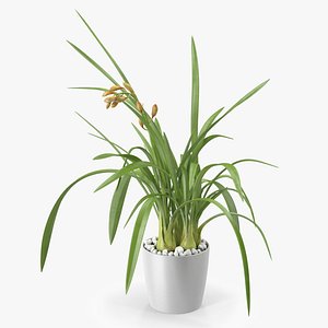 3D model Young Orchid Pot Plant