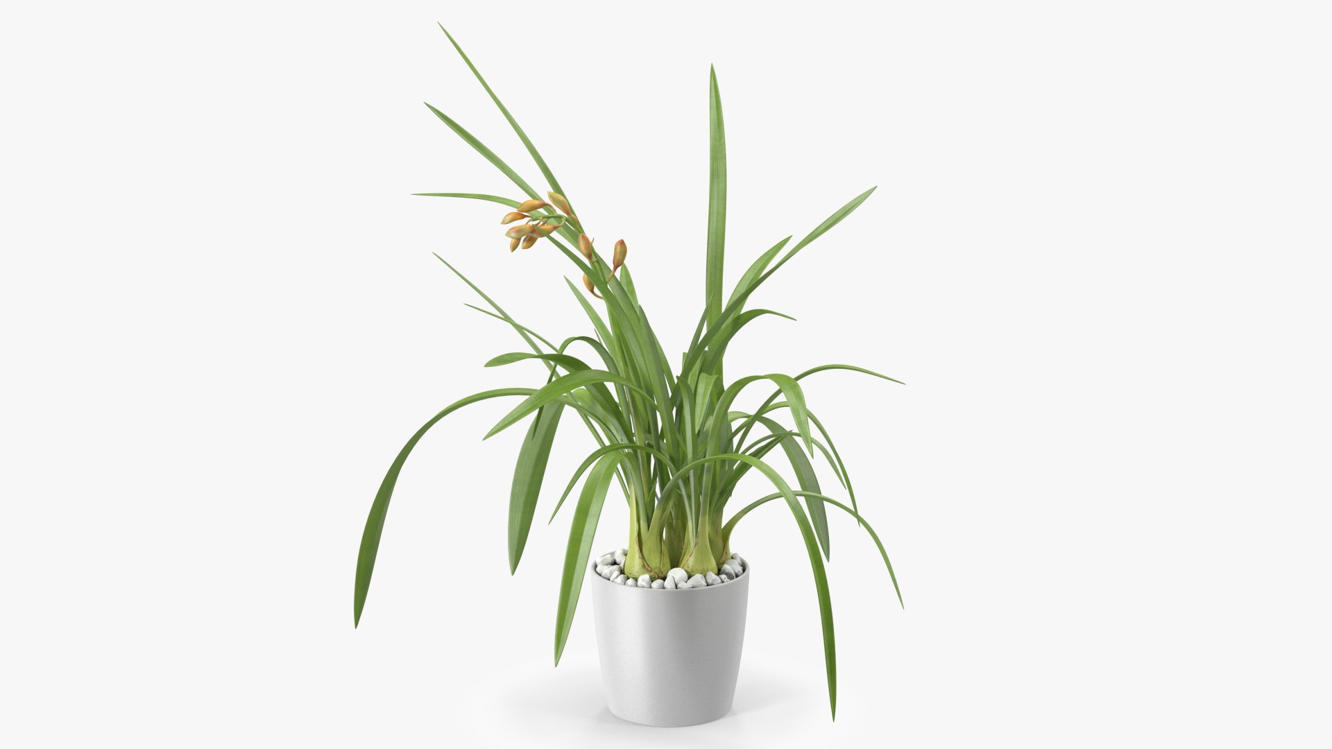 Young Orchid Pot Plant 3D model preview