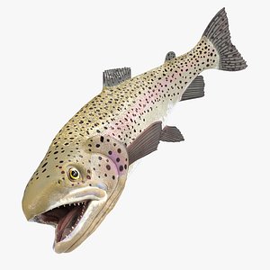 3D Silvery Rainbow Trout Fish Rigged for Cinema 4D