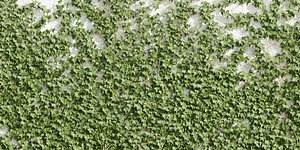 ivy for wall collection vol 101-Blender model