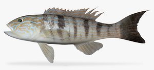 3D model sand perch