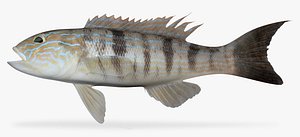 Sand-Perch