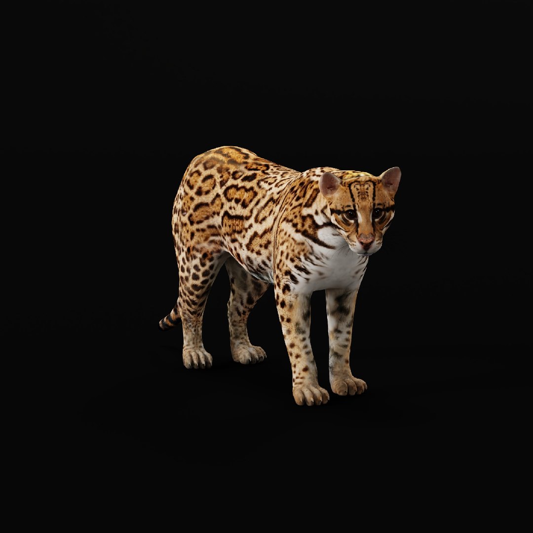 3 southern cats net worth - Ilustrasi 2