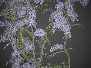 XfrogPlants Chinese Wisteria - Wisteria Sinensis