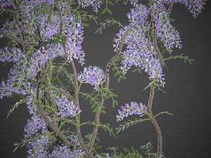 XfrogPlants Chinese Wisteria - Wisteria Sinensis