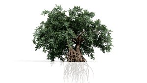 Realistic Gnarled Olive Trees