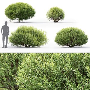 shrubs 1 salix purpurea model