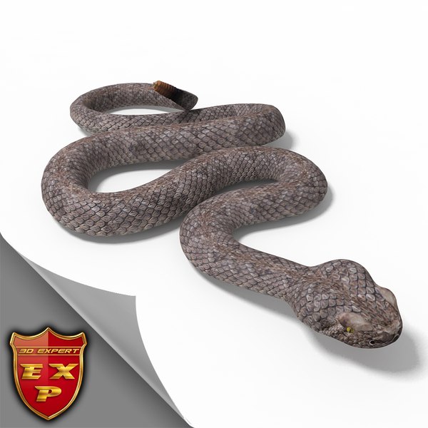 maya rattlesnake ready rigging