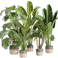 Collection plant vol 452 - indoor - palm - banana - monstera - 3dsmax - cinema 4d
