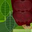 Cartoon Fruits Big Collection