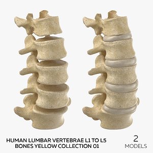 Human Lumbar Vertebrae L1 to L5 Bones Yellow Collection 01  - 2 models