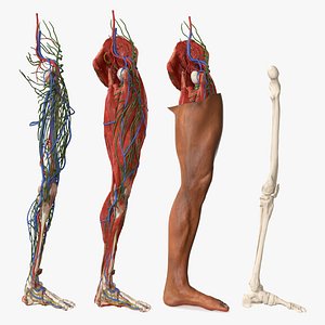 3D Male Leg Realistic Anatomy