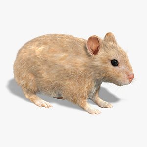 Hamster (FUR)