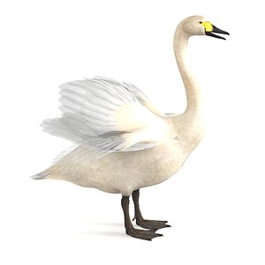 Swan 3D Model Animal Bird Creature