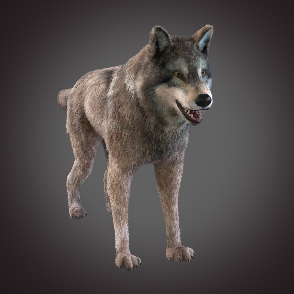 grey wolf 3d model