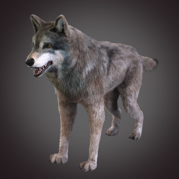 Gray Wolf 3D Models for Download | TurboSquid