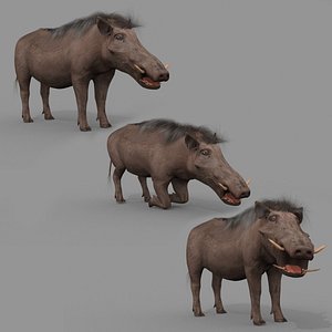 3D Warthog African pig - animated 3d fur model