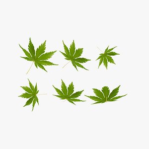 3D Japanese maple leaves - Acer palmatum