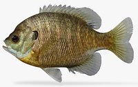 Lepomis macrochirus Bluegill