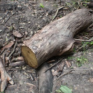 wooden log 3D model